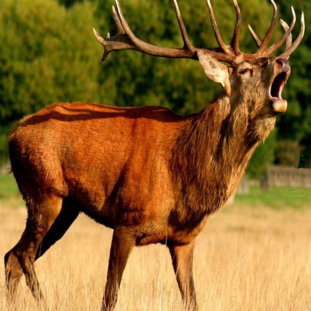 Listen to the stags rutting! 